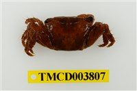 藏品(闊額大額蟹)的圖片